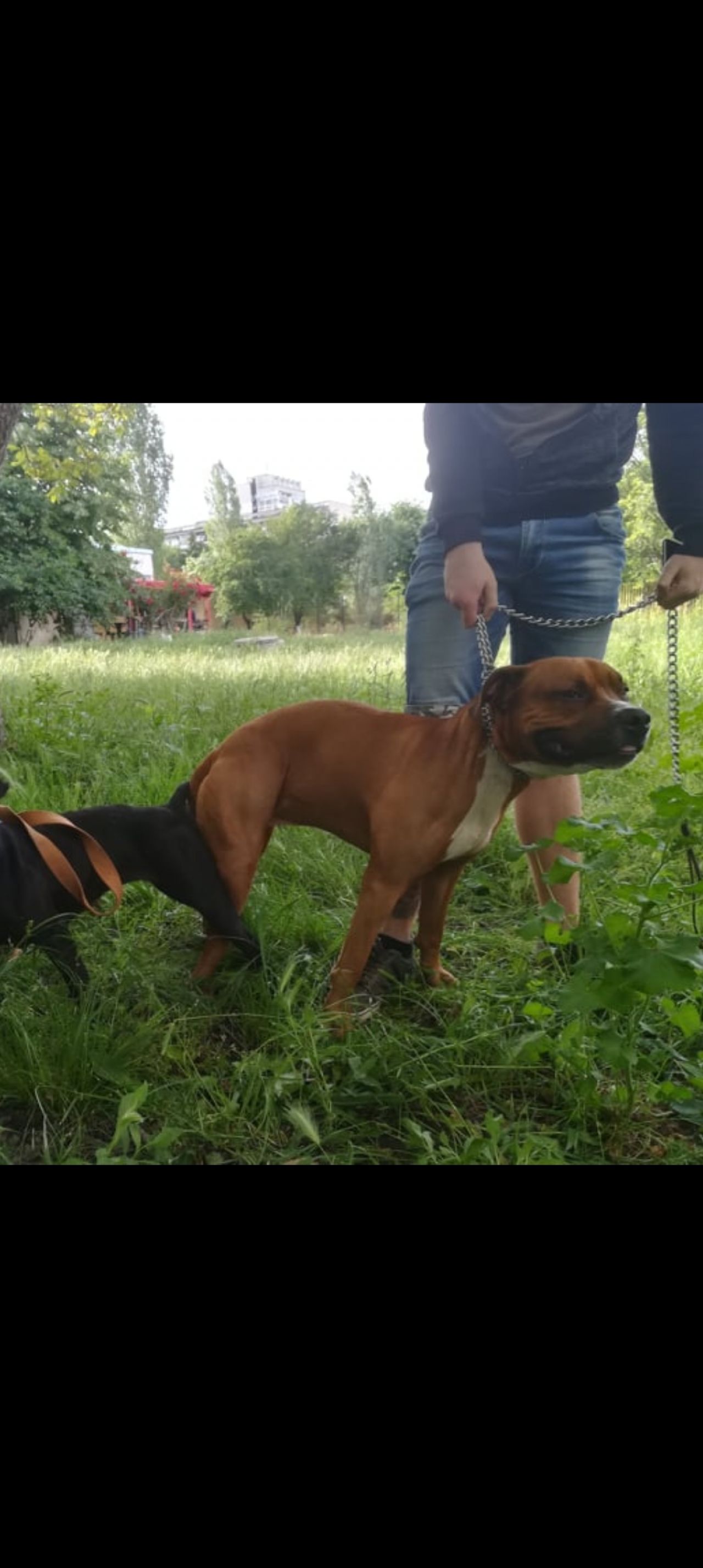 Photo of the dog