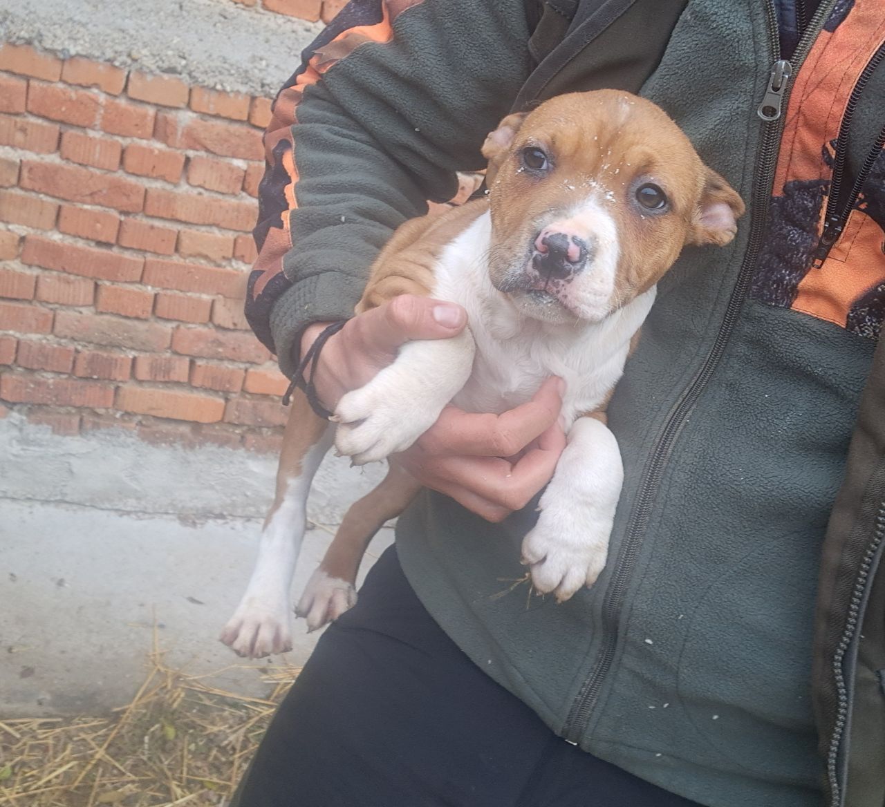 Photo of the dog