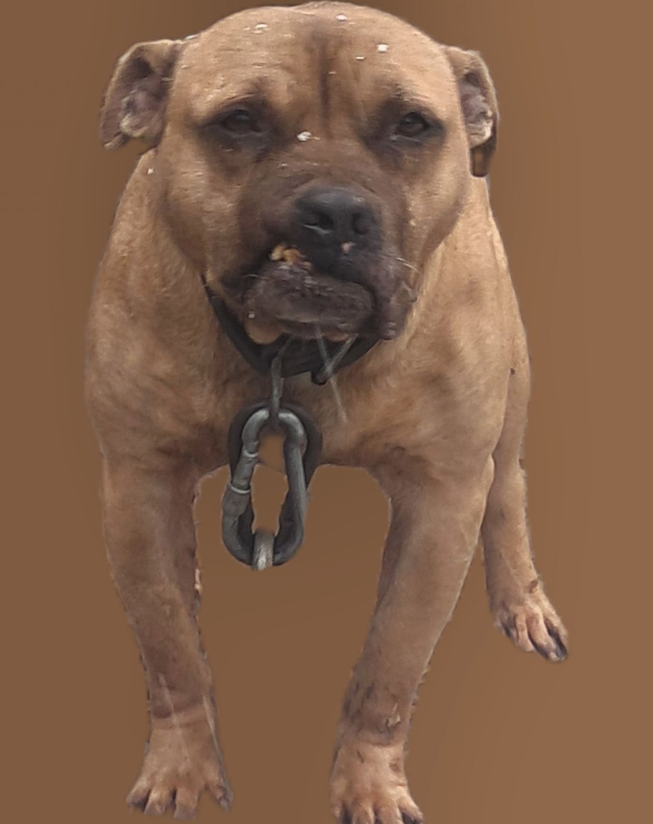 Photo of the dog