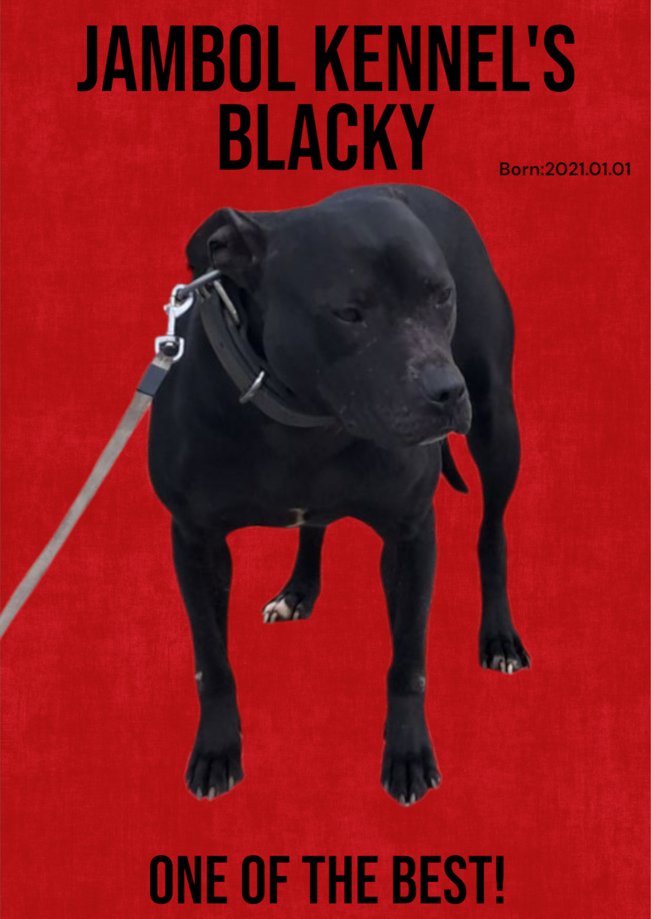 Photo of the dog