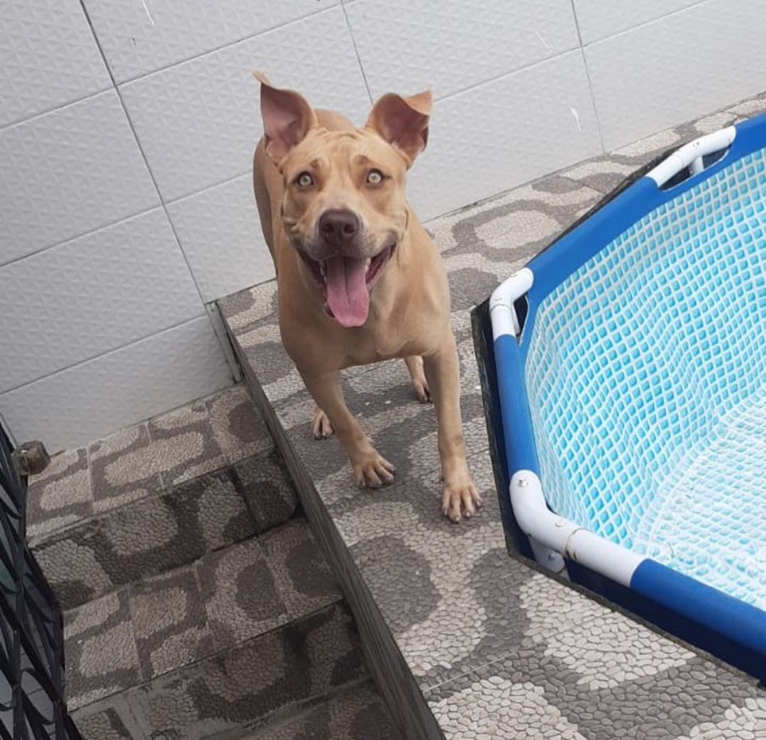 Photo of the dog