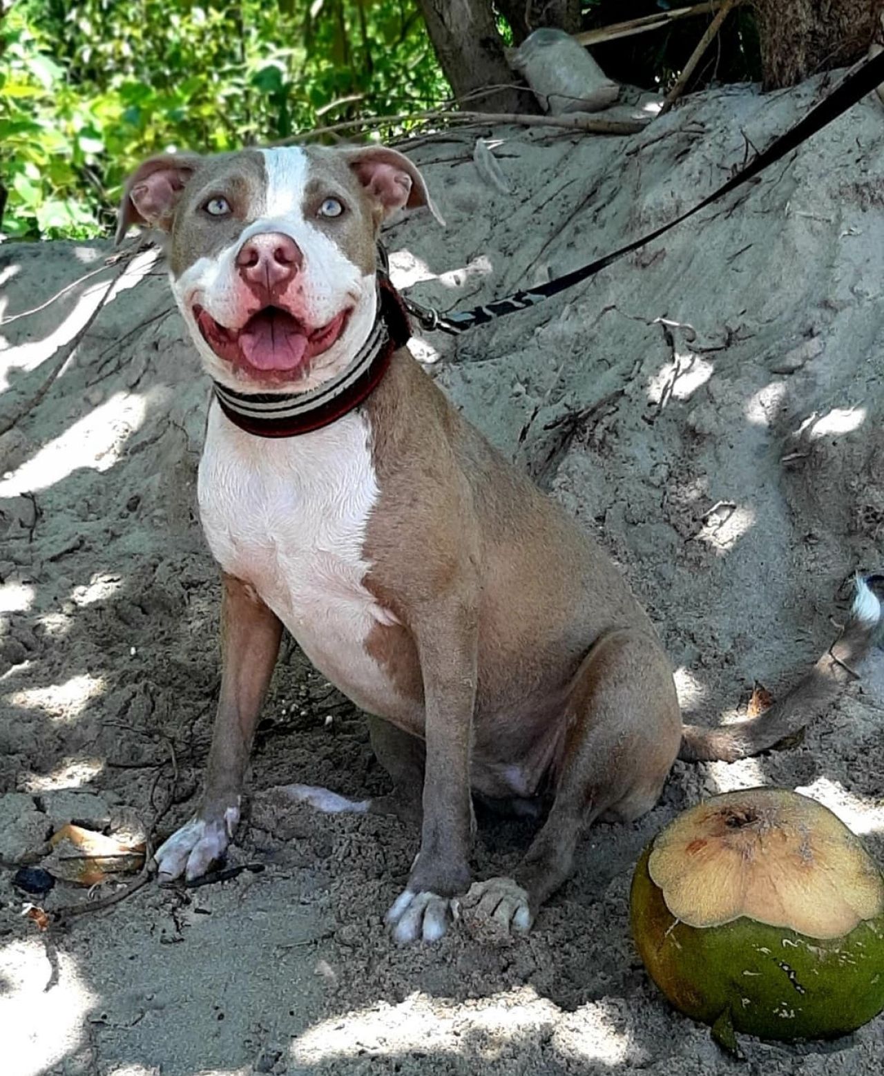 Photo of the dog