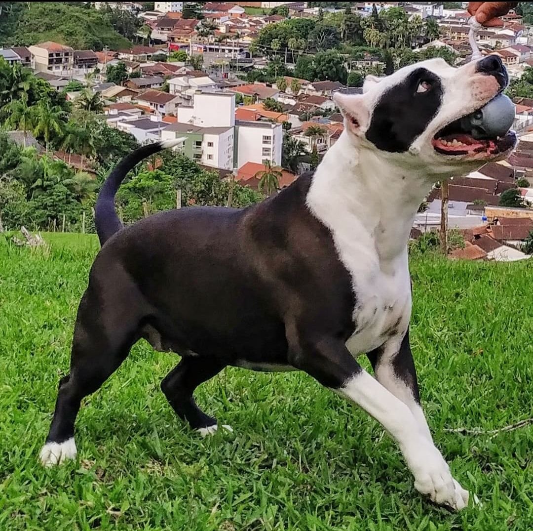 Photo of the dog