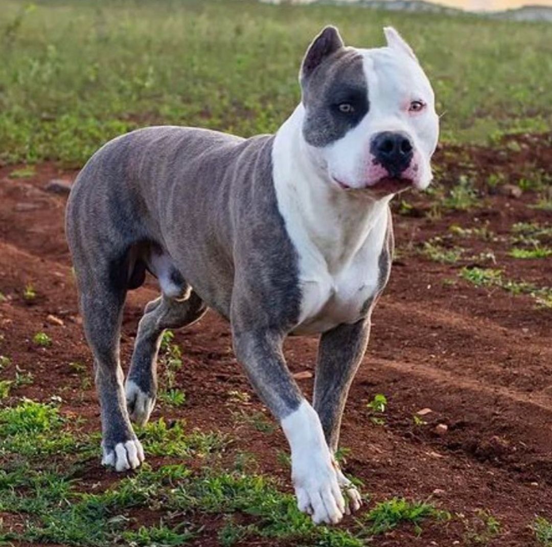 Photo of the dog