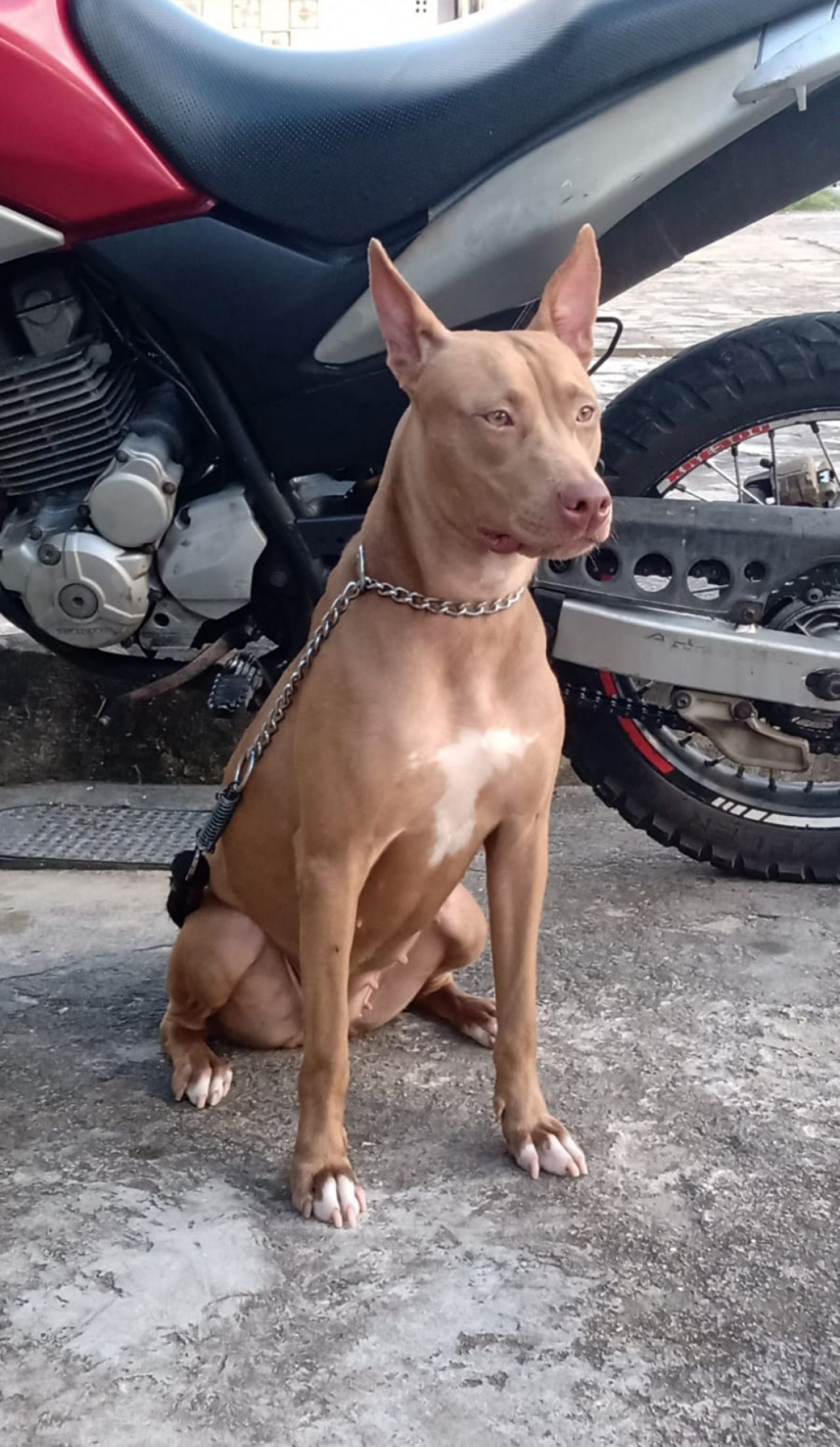 Photo of the dog
