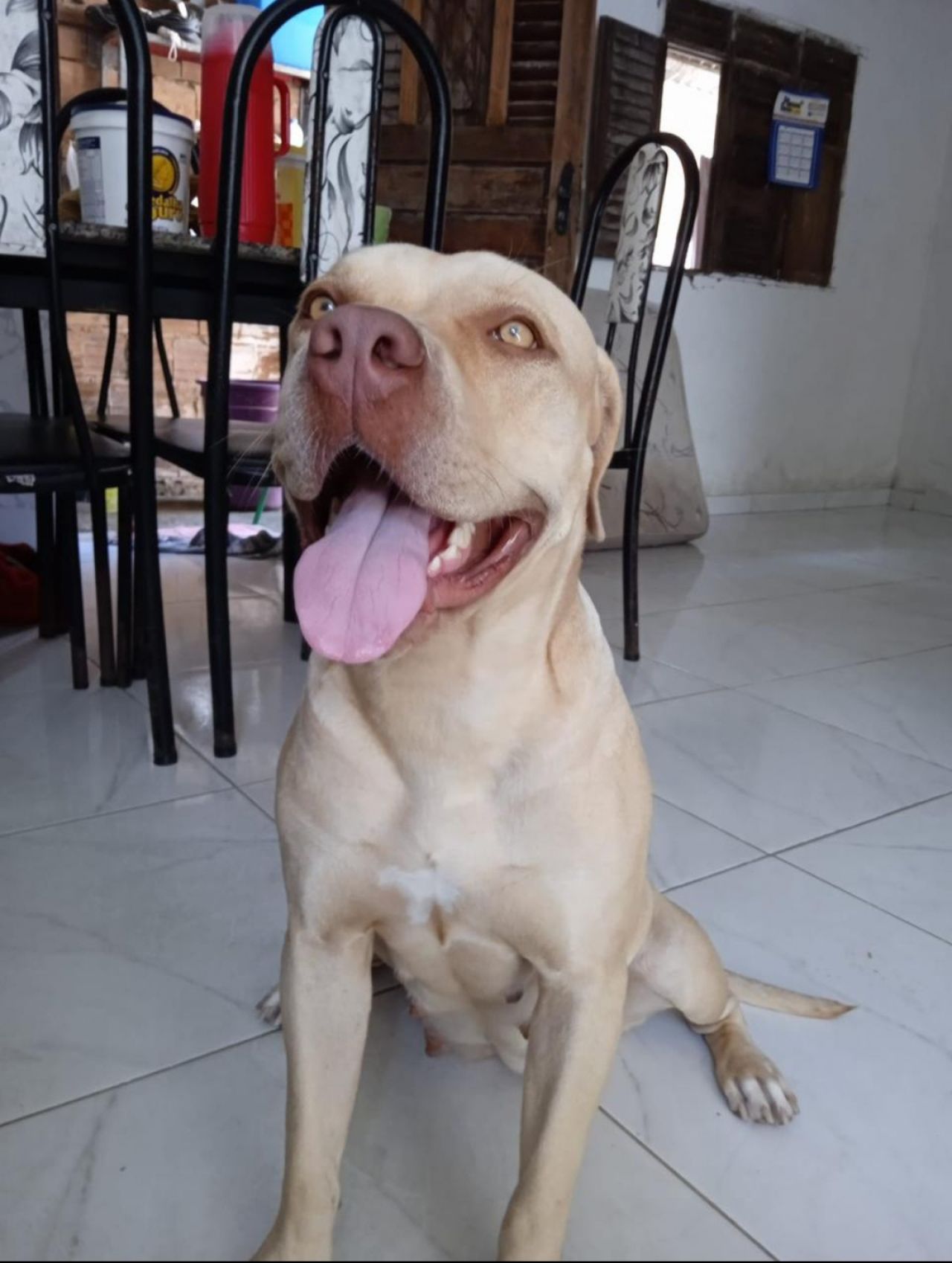 Photo of the dog