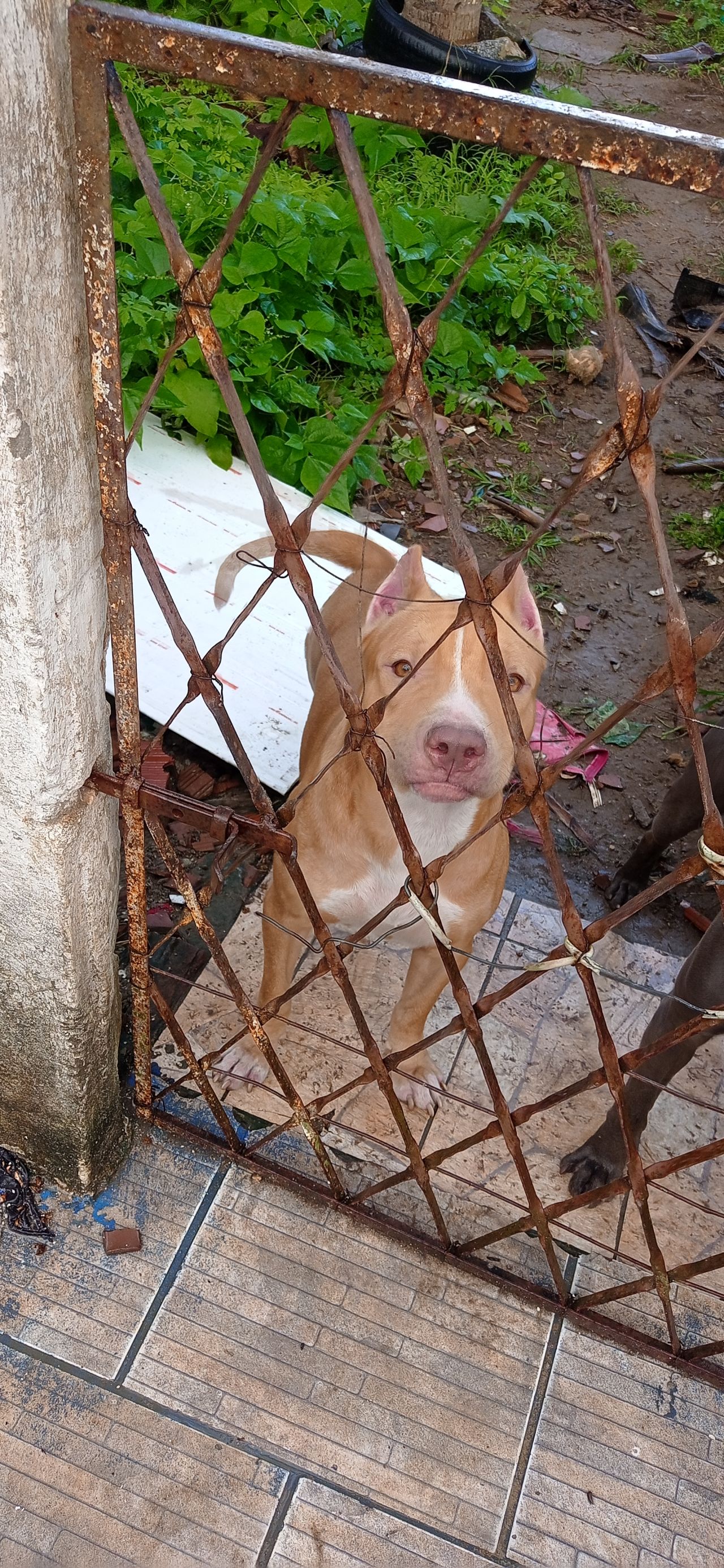 Photo of the dog