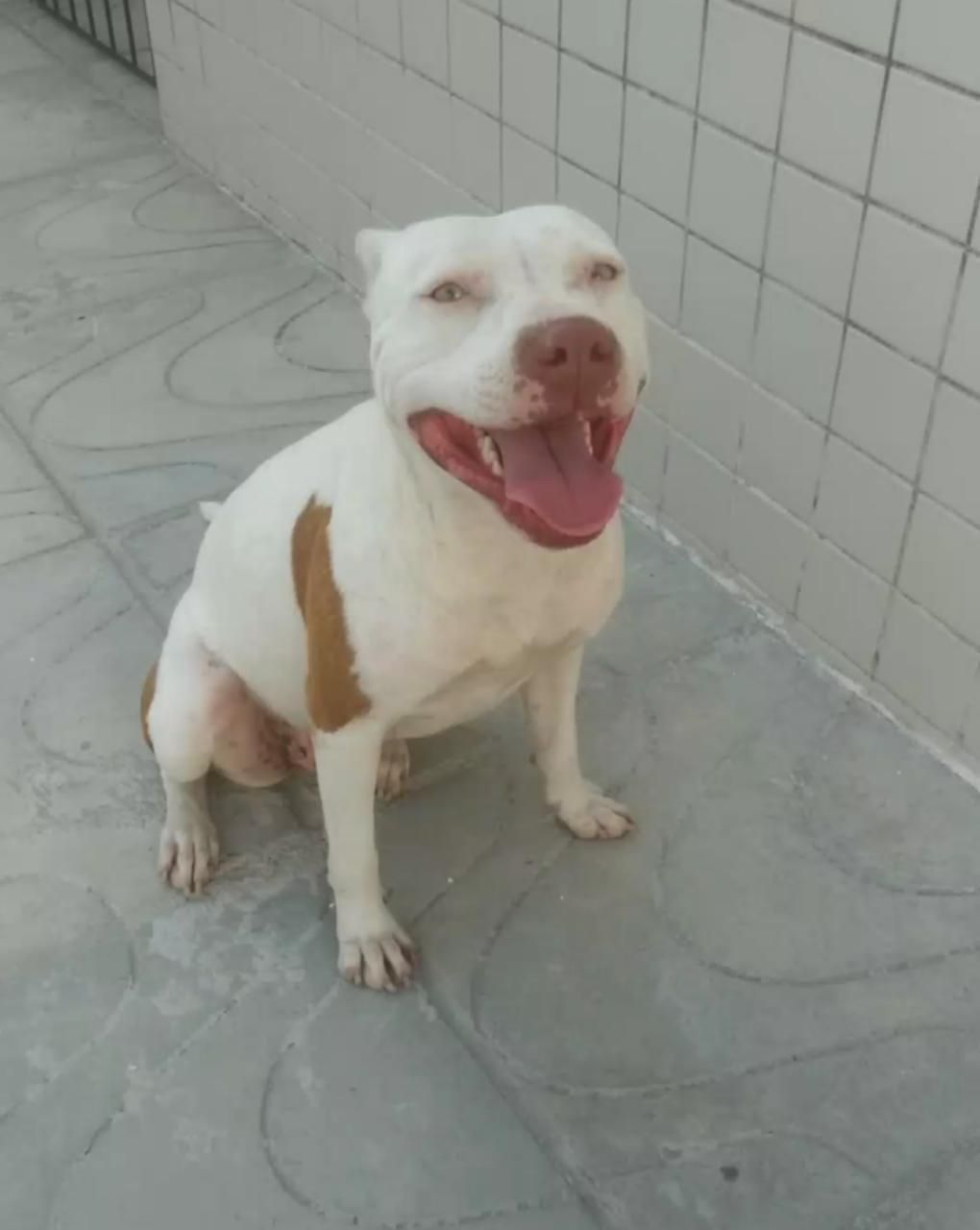 Photo of the dog