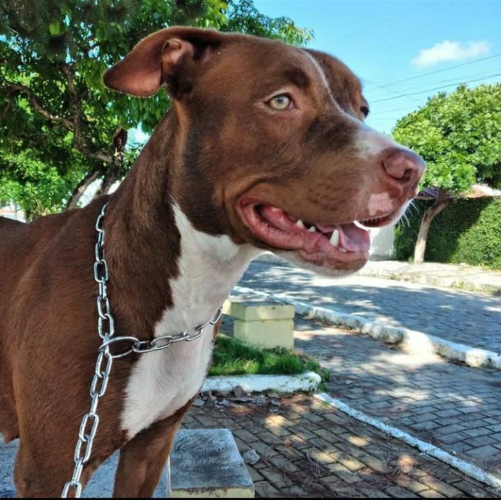 Photo of the dog