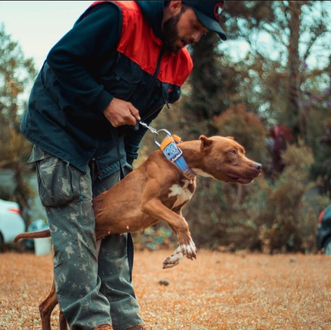 Photo of the dog