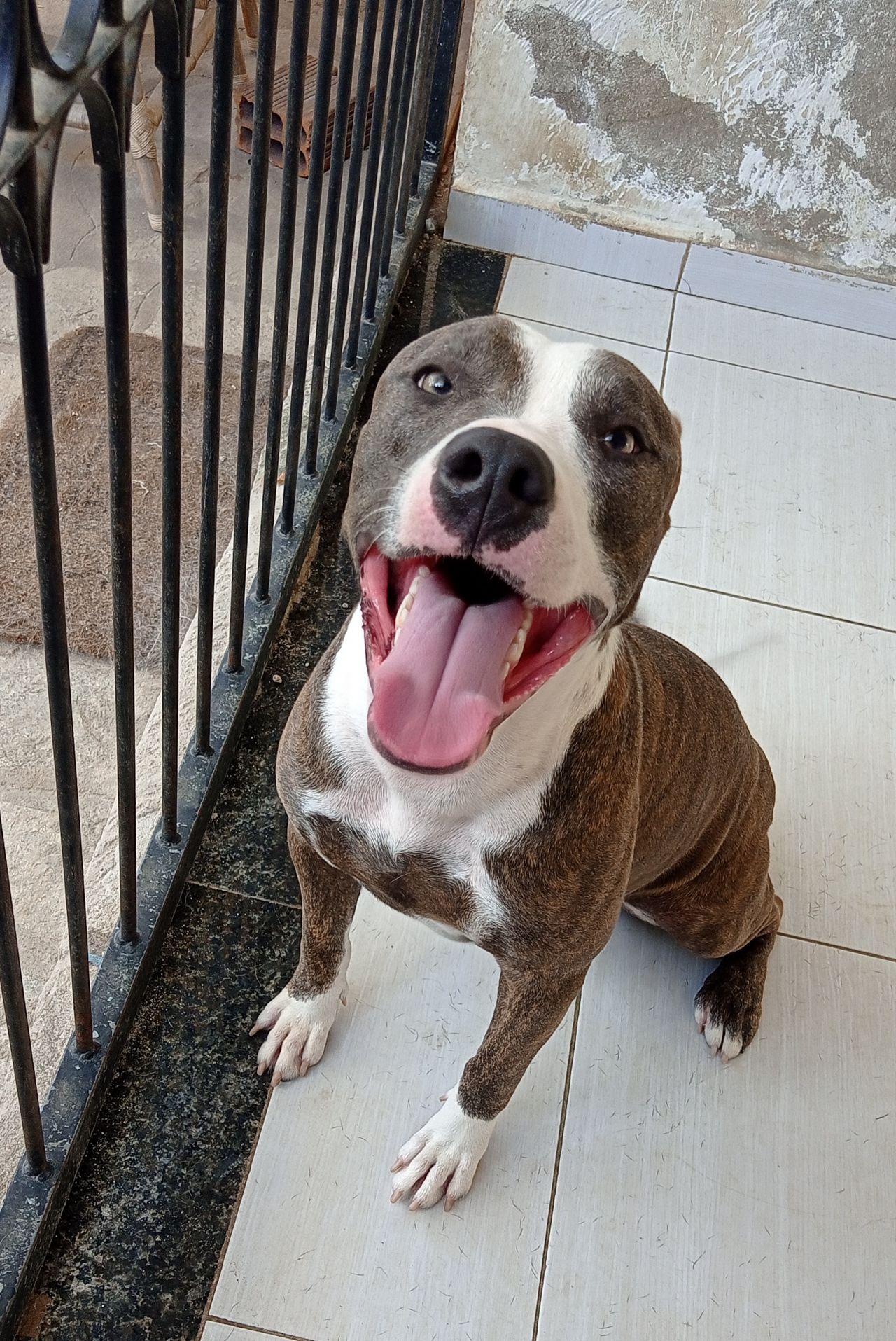 Photo of the dog