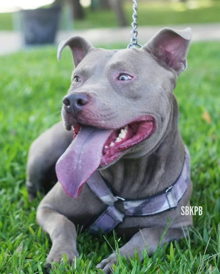 Photo of the dog