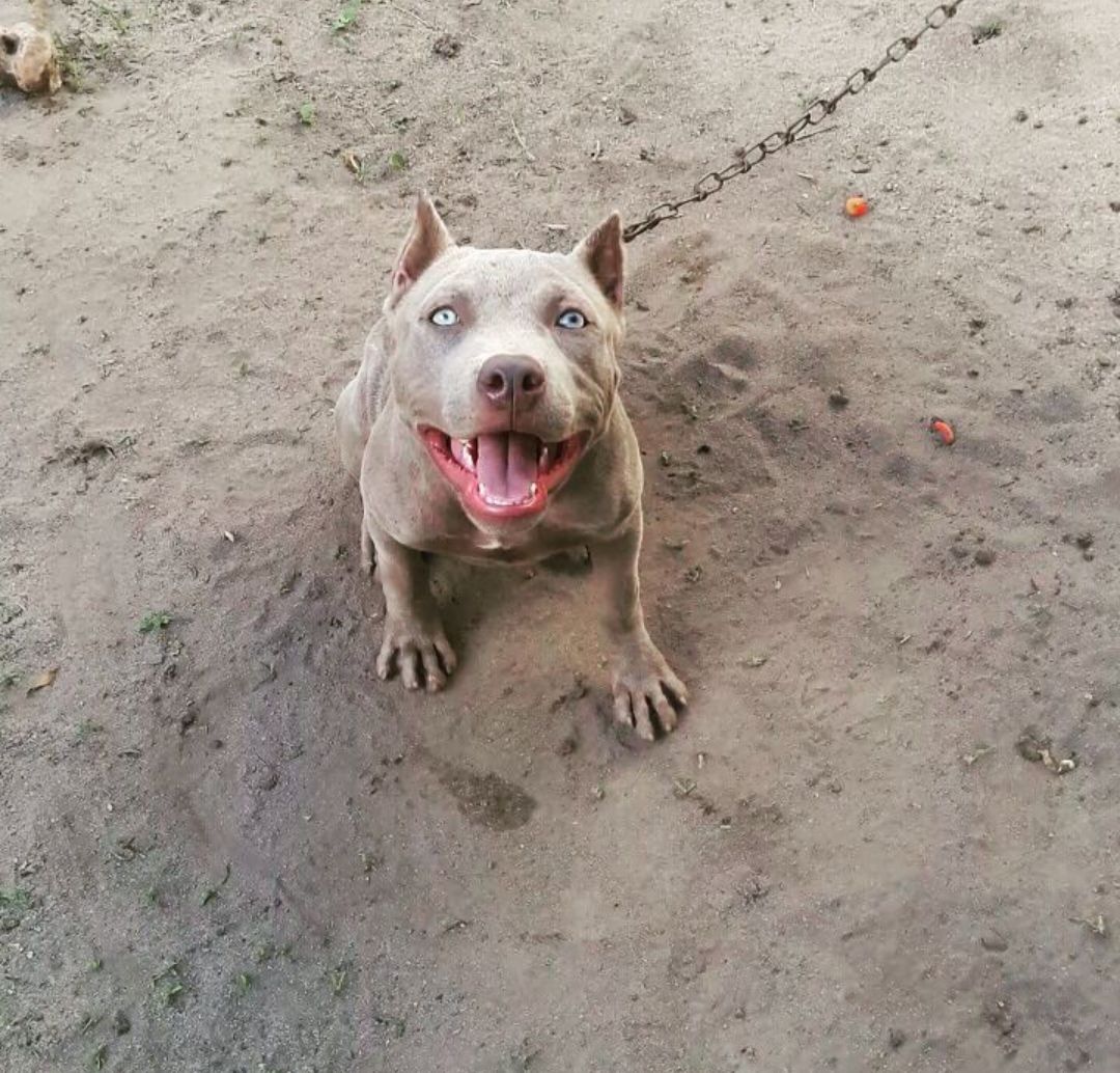 Photo of the dog