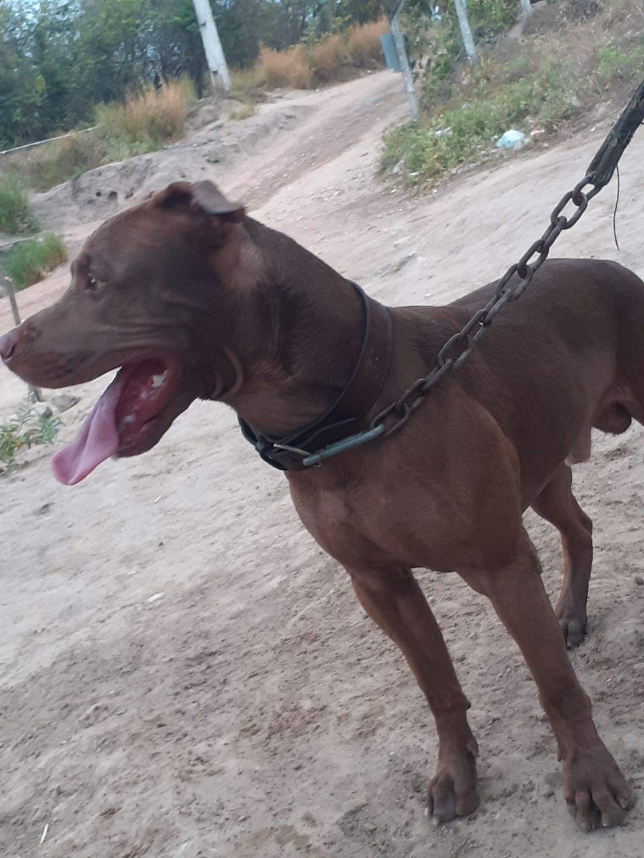 Photo of the dog