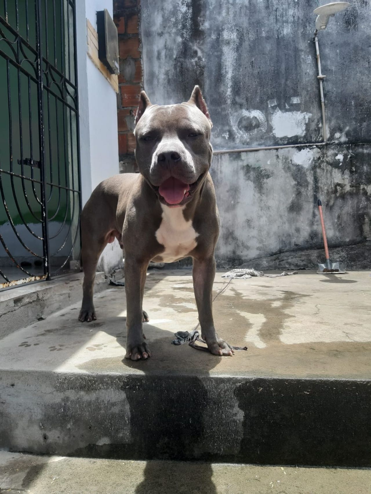 Photo of the dog
