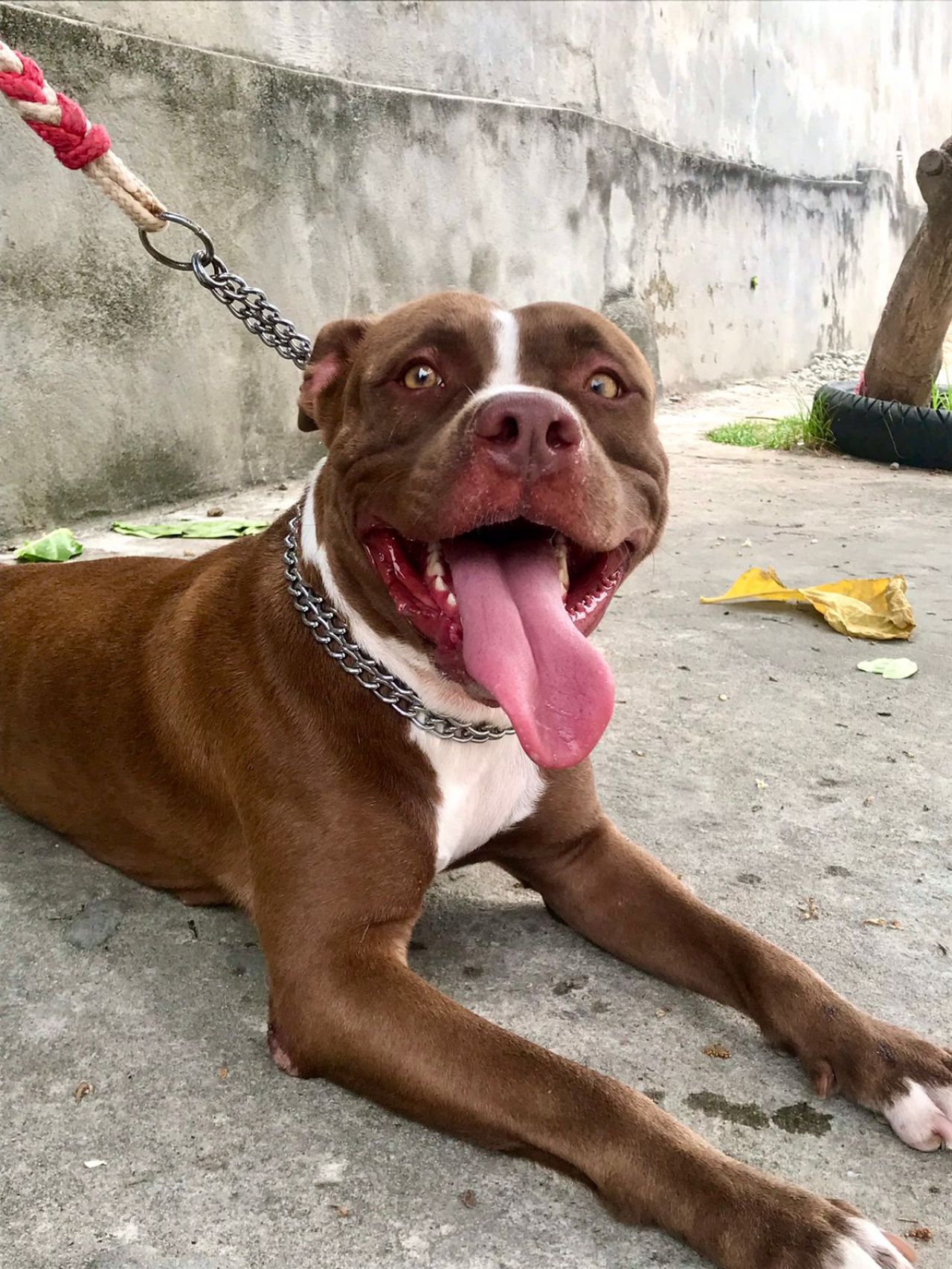 Photo of the dog