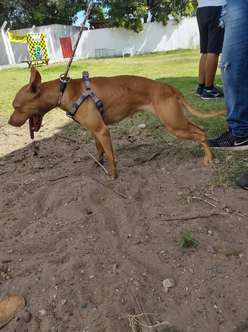 Photo of the dog