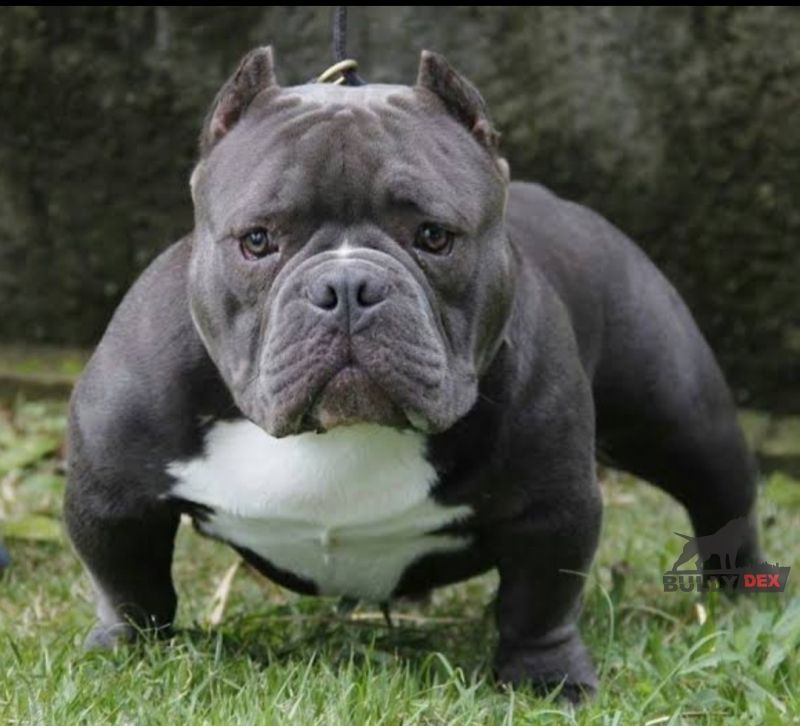 Photo of the dog