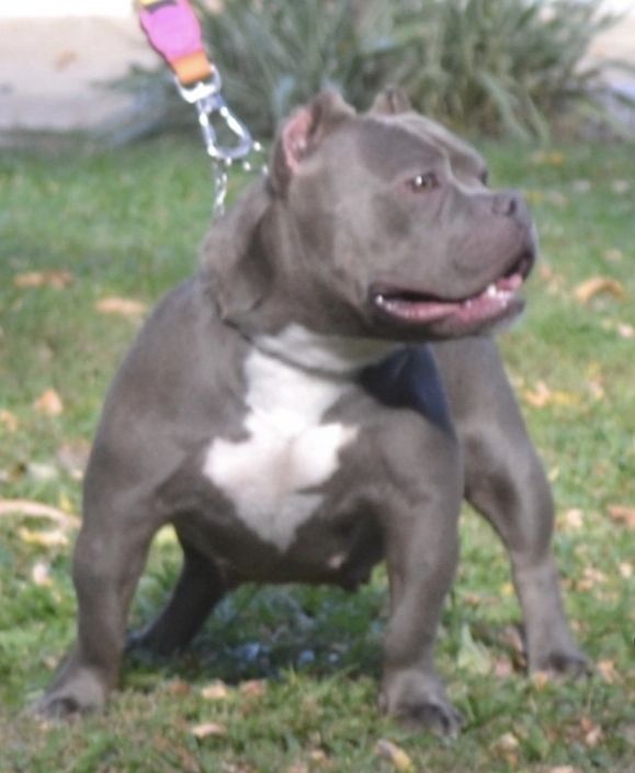 Photo of the dog