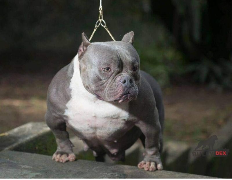 Photo of the dog