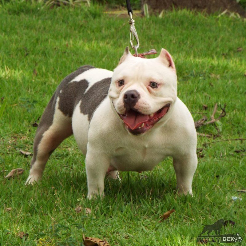 Photo of the dog
