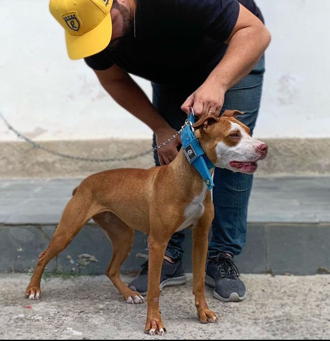 Photo of the dog