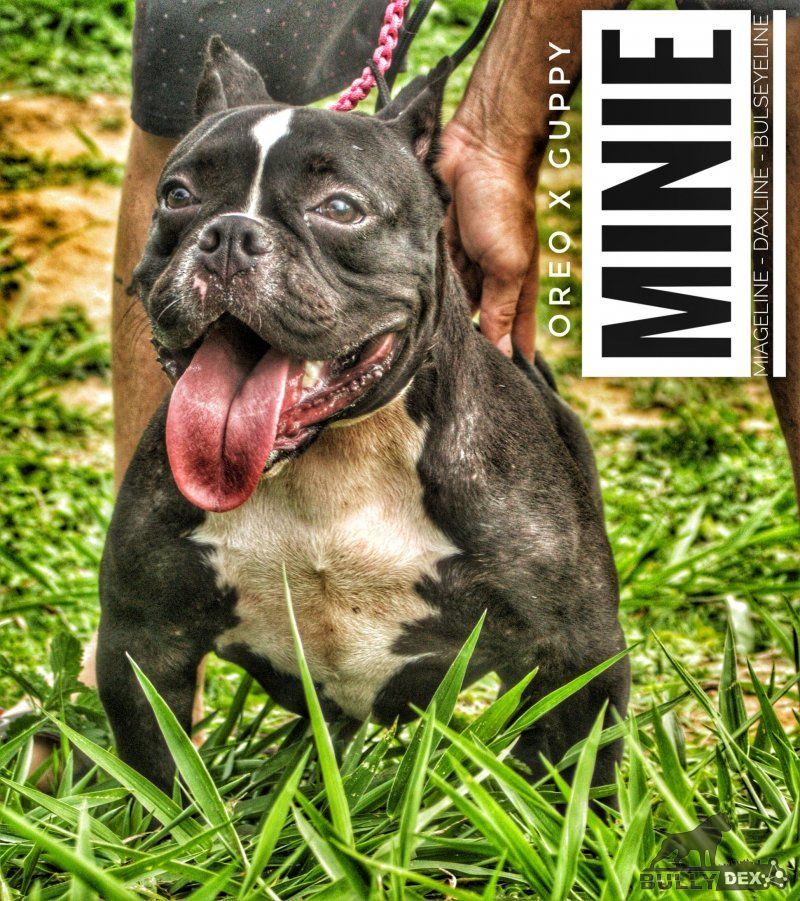 Photo of the dog