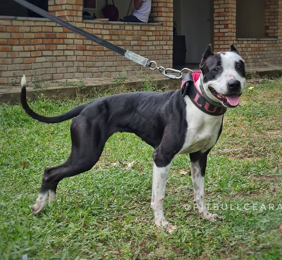 Photo of the dog