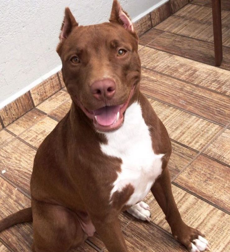 Photo of the dog