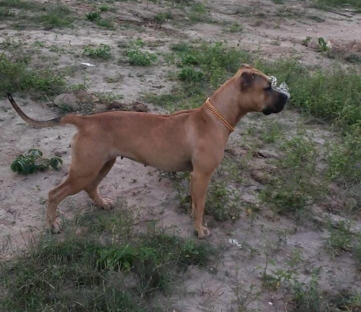 Photo of the dog