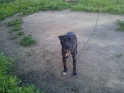 Photo of the dog