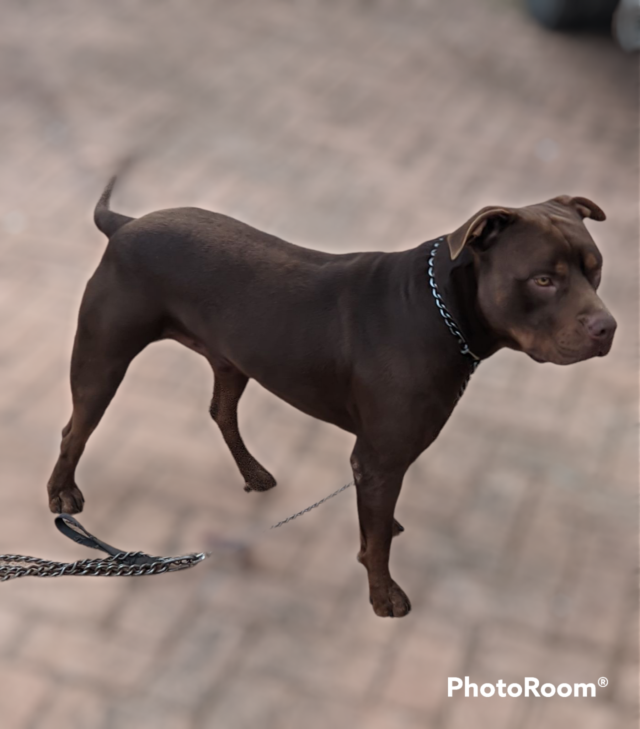 Photo of the dog