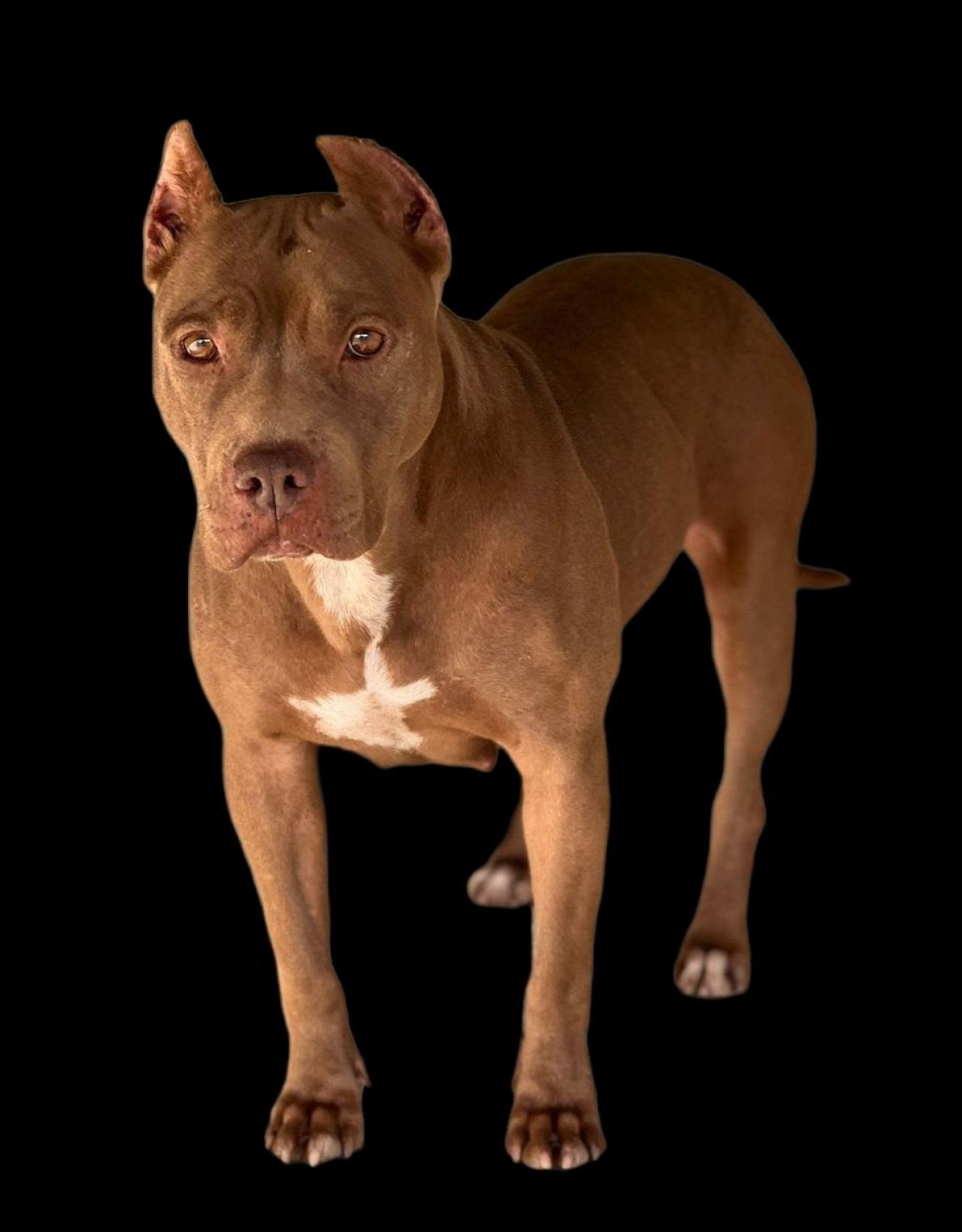 Photo of the dog