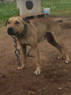 Photo of the dog