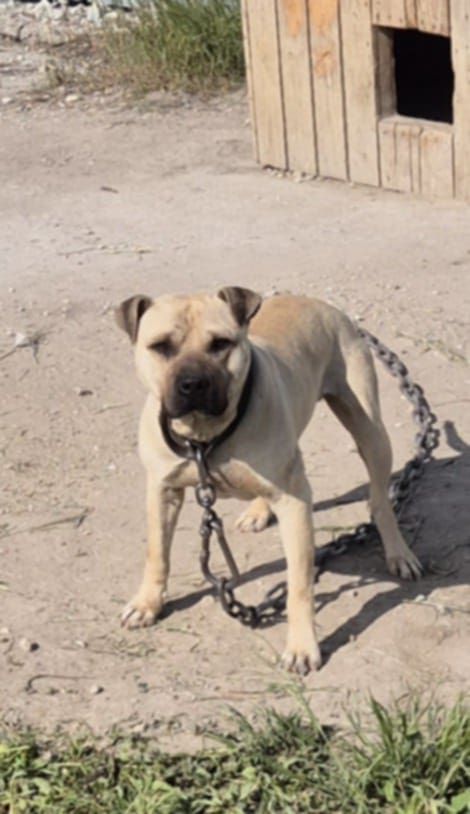 Photo of the dog