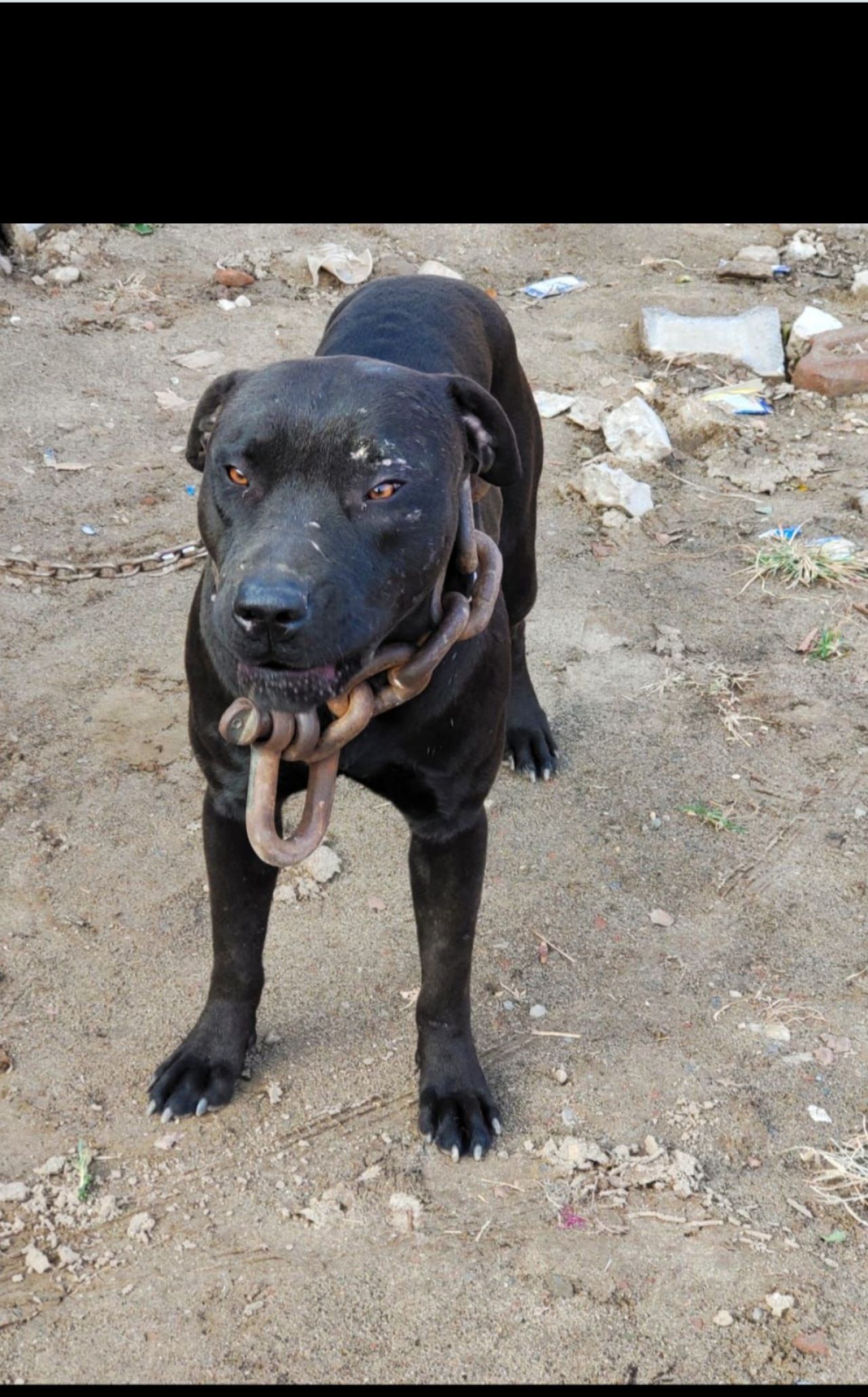 Photo of the dog