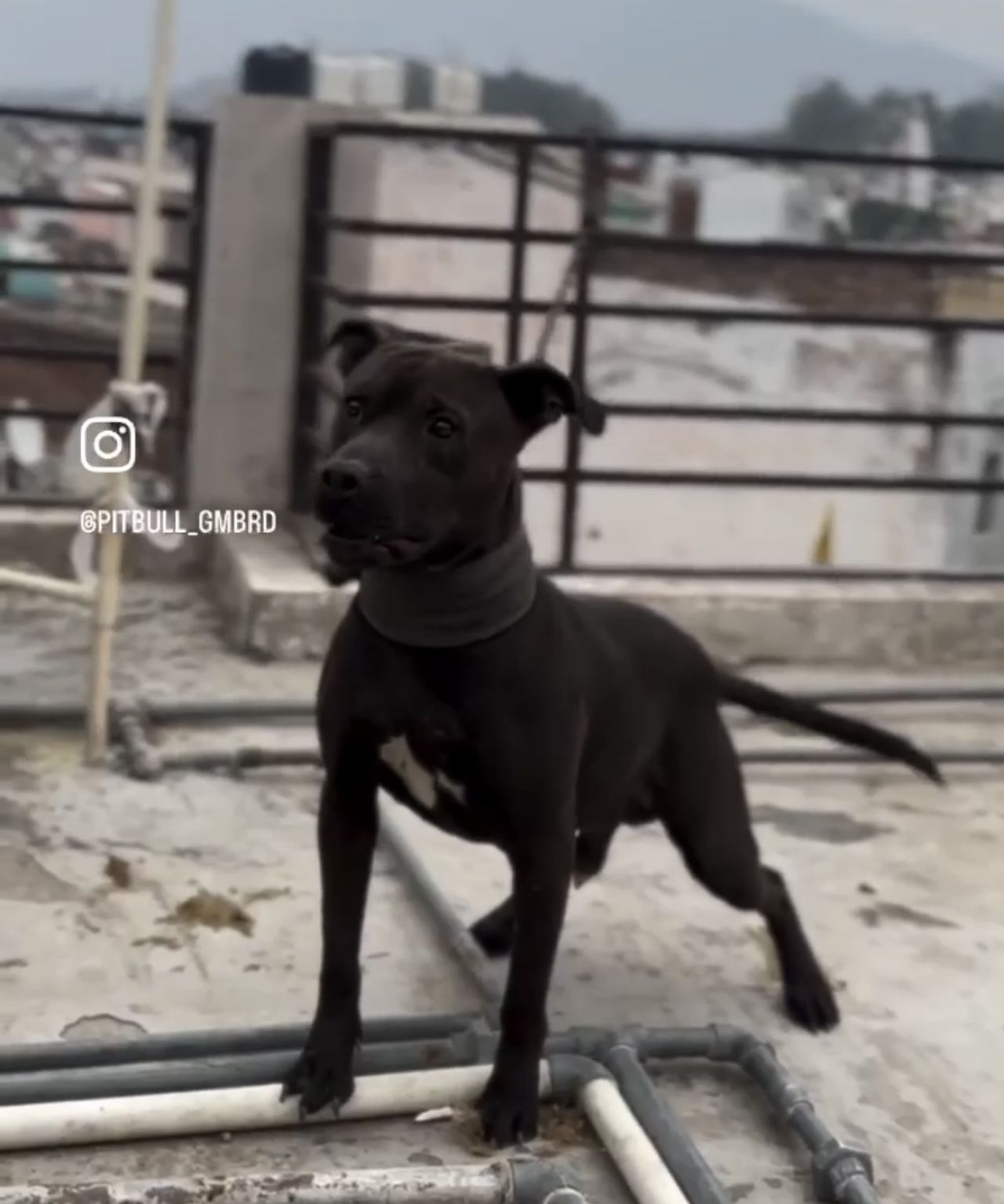 Photo of the dog