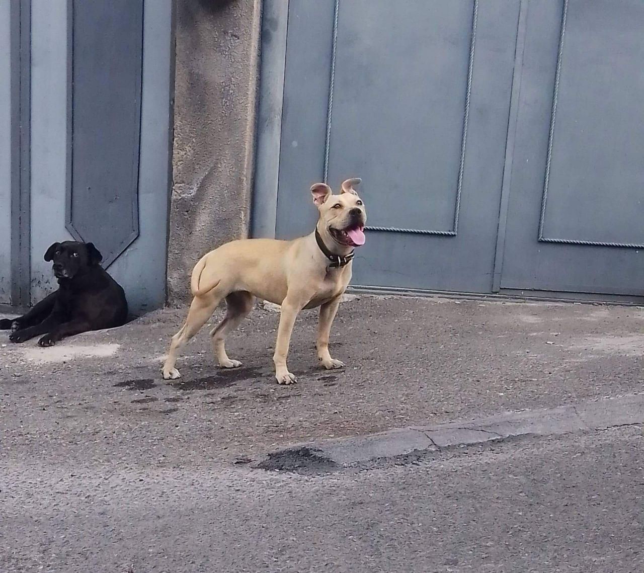 Photo of the dog