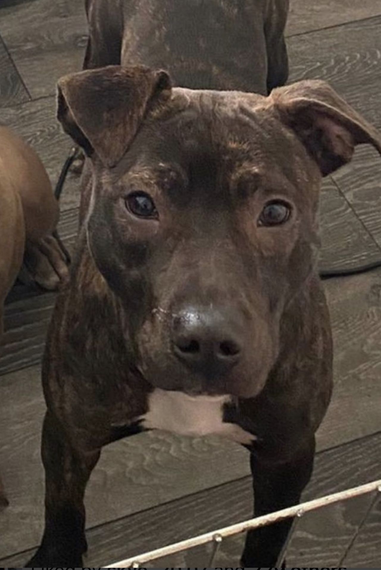 Photo of the dog