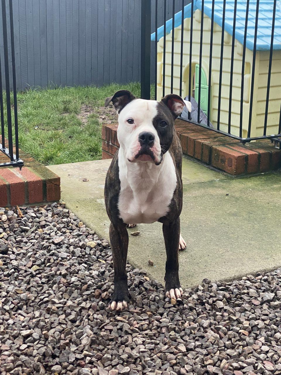Photo of the dog