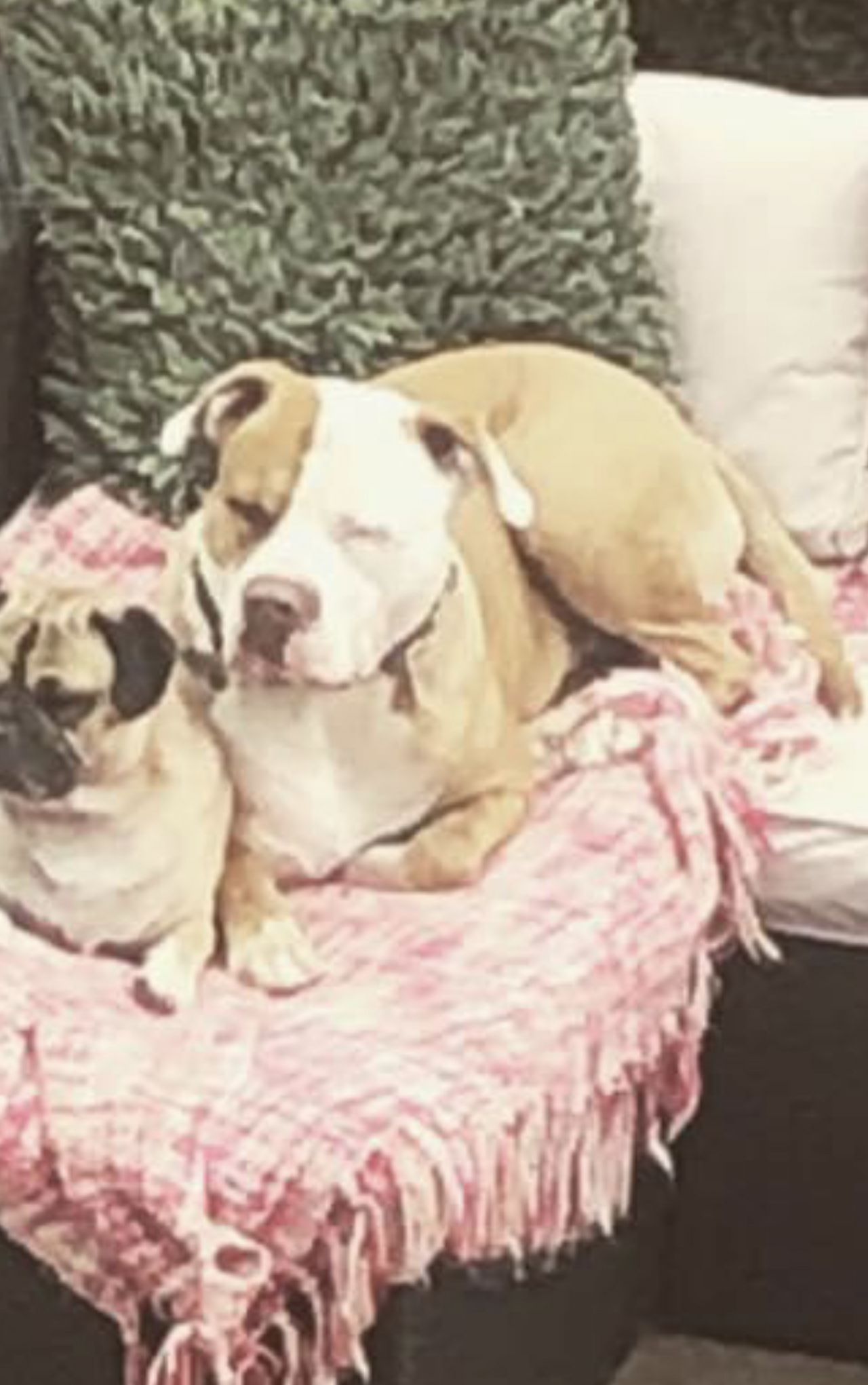 Photo of the dog