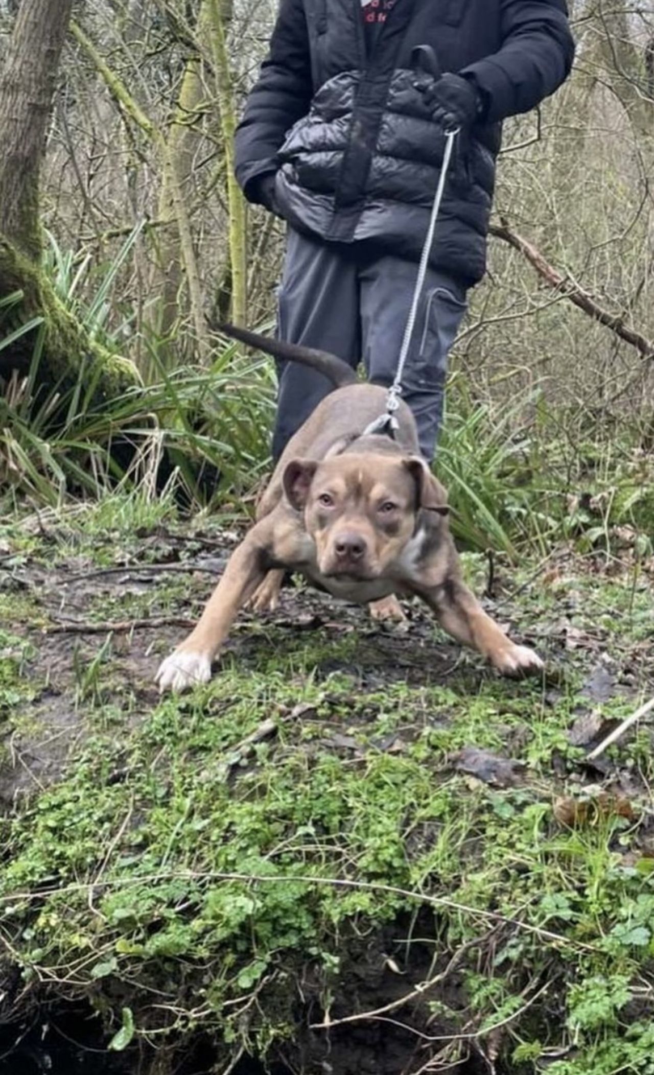 Photo of the dog