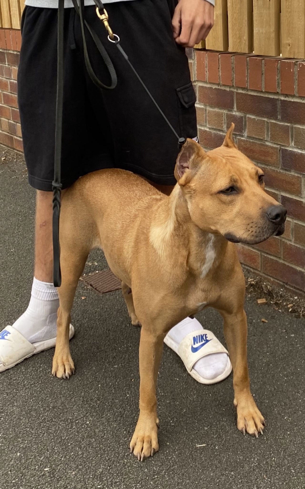 Photo of the dog