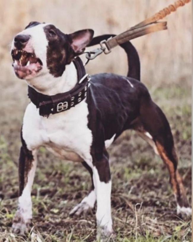 Photo of the dog