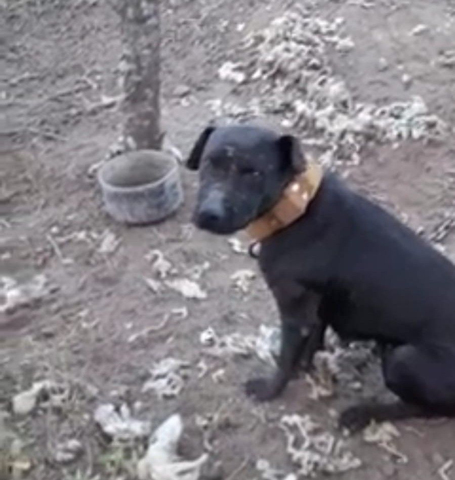 Photo of the dog