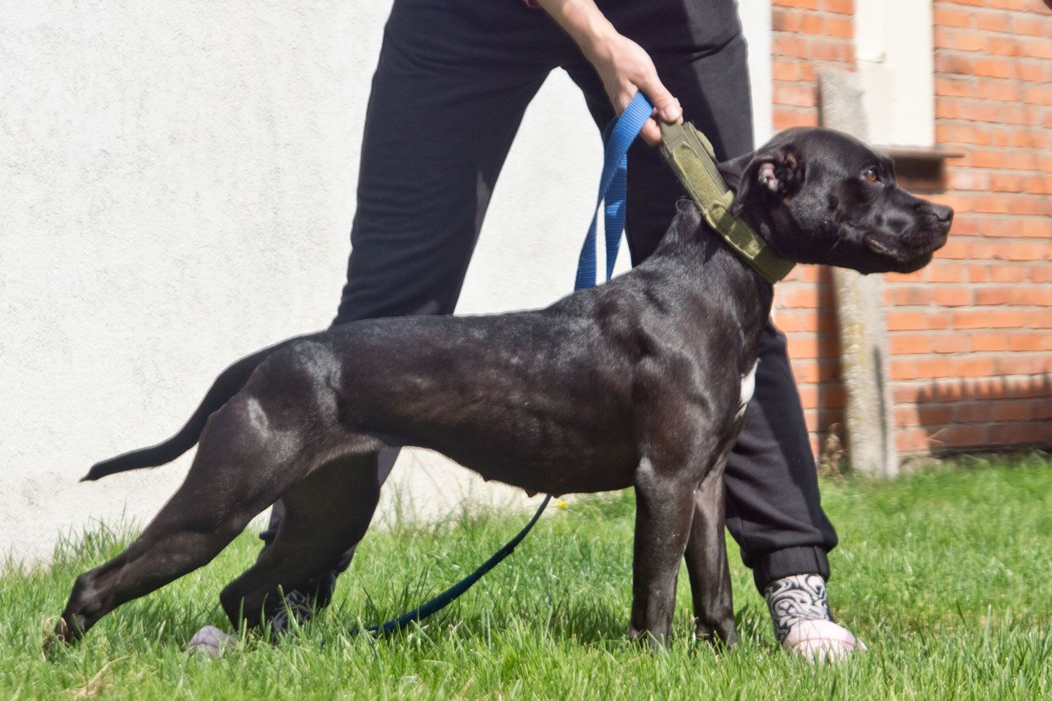 Photo of the dog