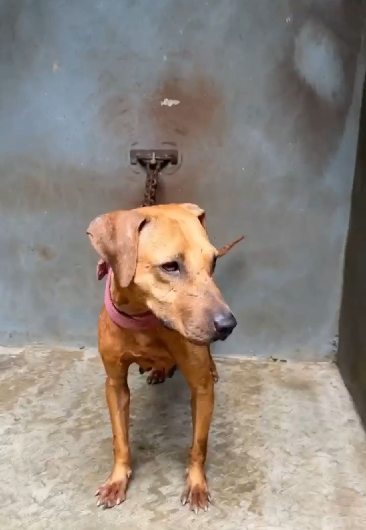 Photo of the dog