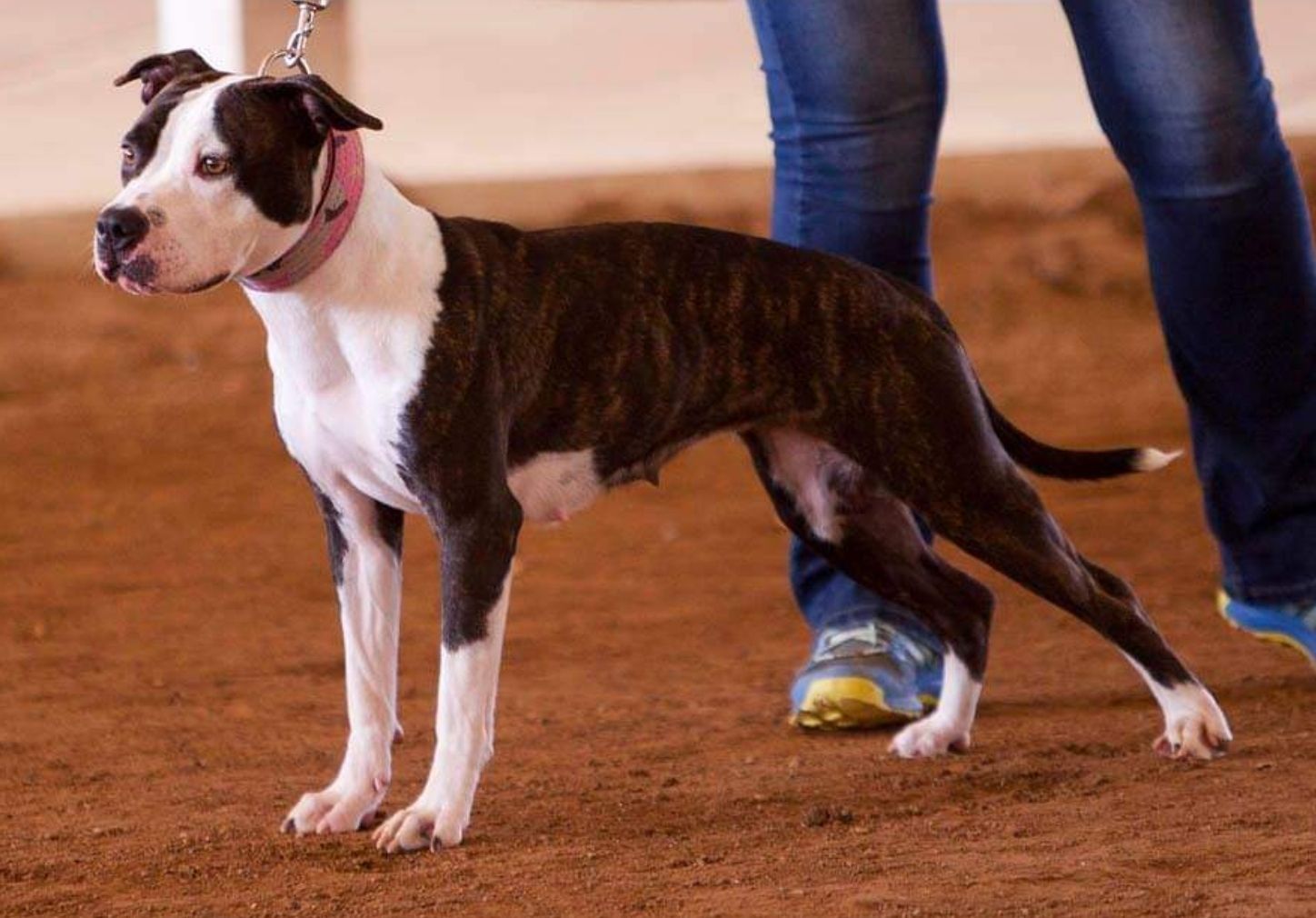 Photo of the dog