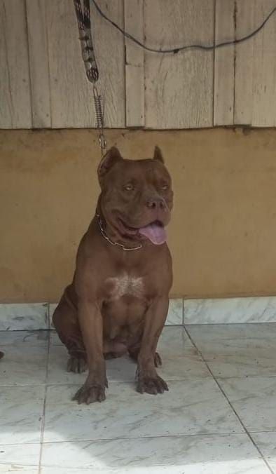 Photo of the dog