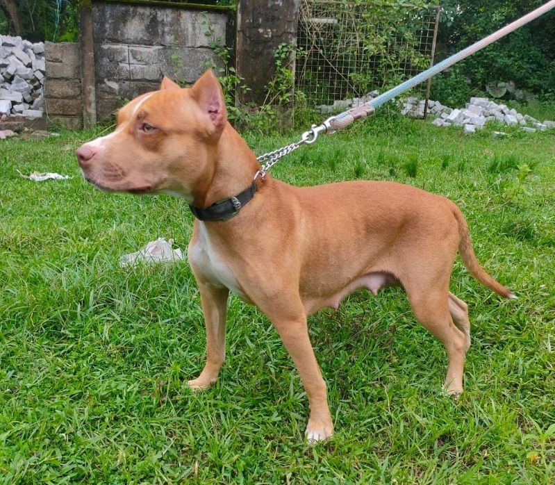 Photo of the dog